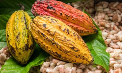 Traceability, Technology Key to Unlocking Nigeria’s Cocoa Boom